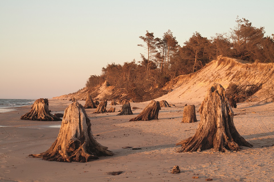 Morze Bałtyckie, prehistoryczna puszcza między Czołpinem a Rowami